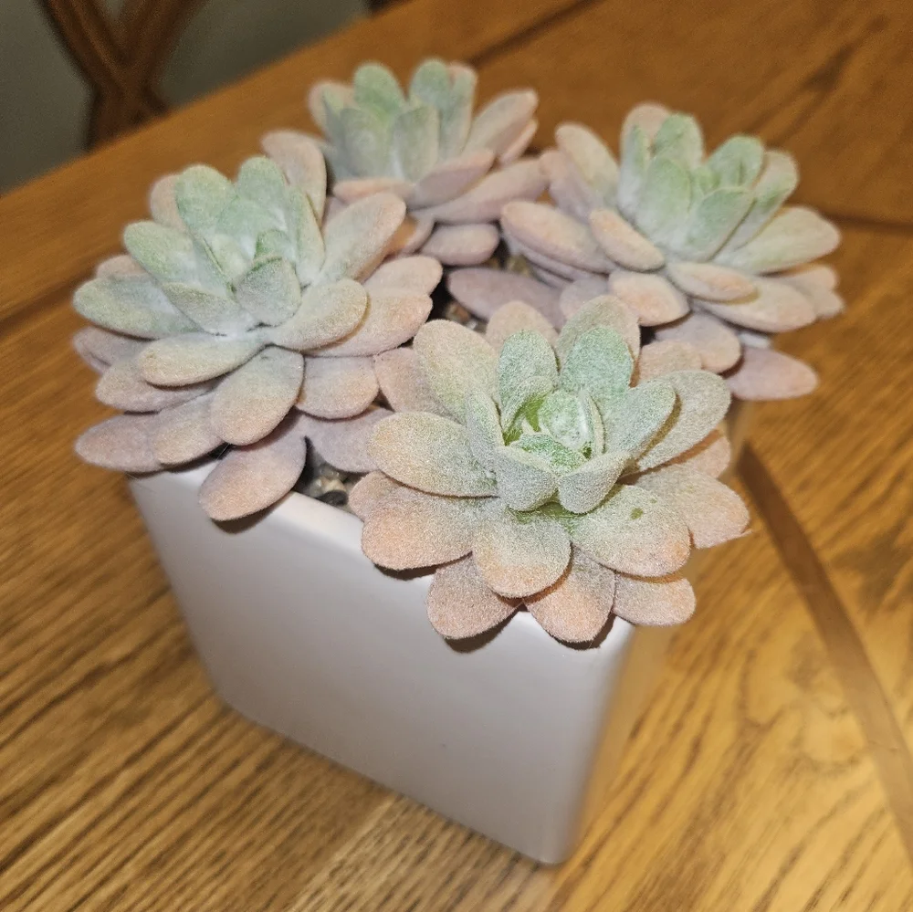 NWT Succulent Artificial Plant Arrangement in Square White Pot 5.4
